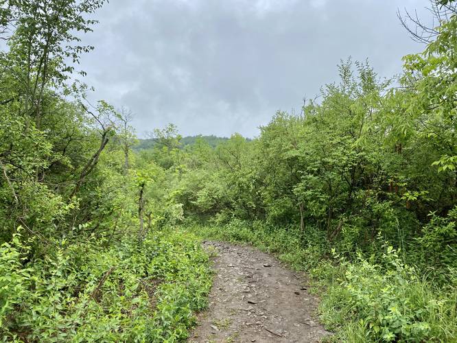 Three Woods Falls Green Trail - Three Woods Falls Green Trail album