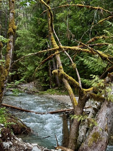 Tumbling waters and lush mosses along Colonial Creek