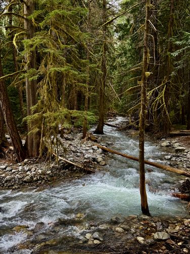 Stunning scenery of Colonial Creek and lush moss-covered trees