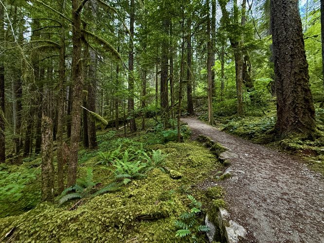 Vibrant mosses and ferns growing along the Thunder Knob Trail