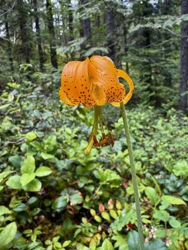 Tiger Lily wildflower