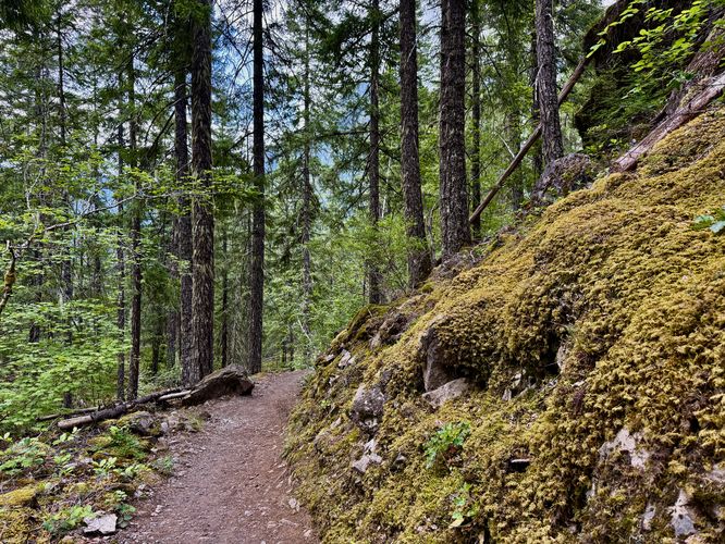 Moss-covered forest floor along the trail