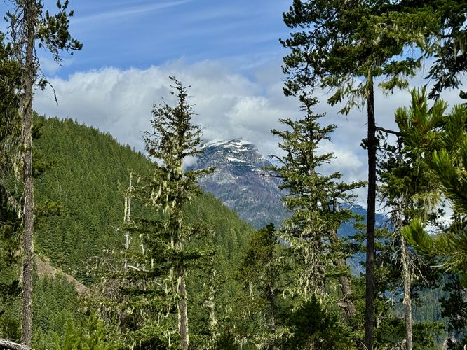 A view of Davis Peak as it pokes through the trees