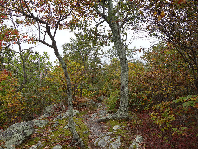 Picture 12 of Tibbet Knob Hike 092813