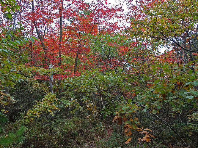 Picture 9 of Tibbet Knob Hike 092813