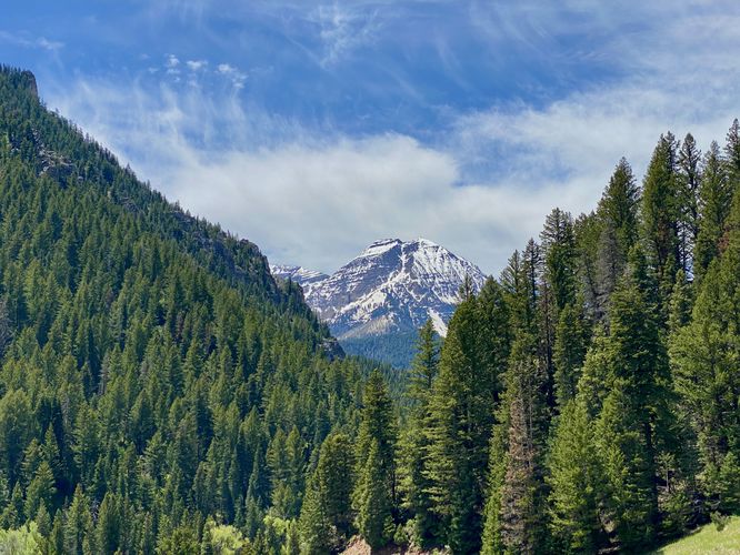 View of evergreens and Mt. Timp