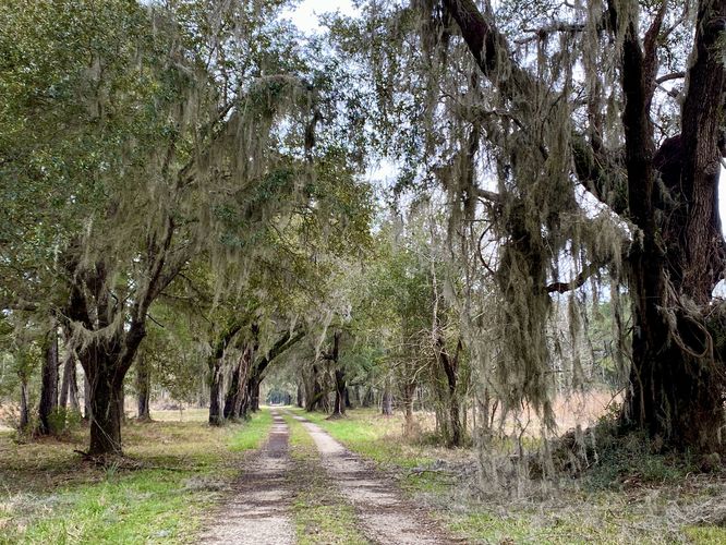 Beautiful old trees line the Tibwin Plantation road