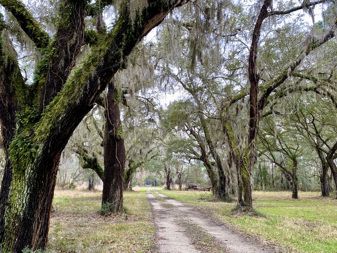 Beautiful old trees line the Tibwin Plantation road