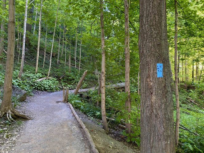 Blue blazes leads to Tiffany Falls