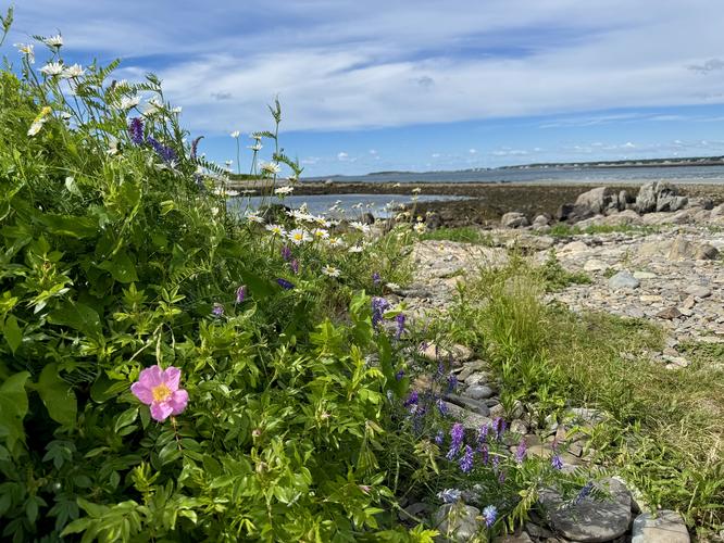 Picture 13 of Timber Point Trail June 20 2026