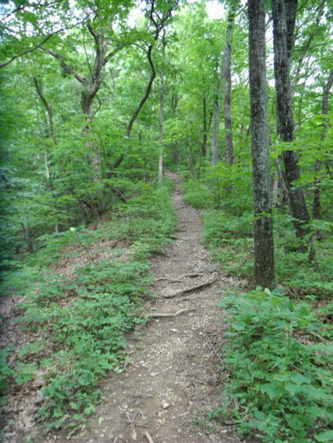 Picture 13 of Tinker Cliffs and Andy Layne Trail 062511