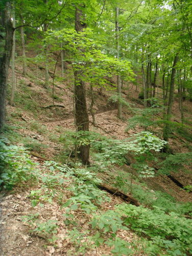 Picture 14 of Tinker Cliffs and Andy Layne Trail 062511