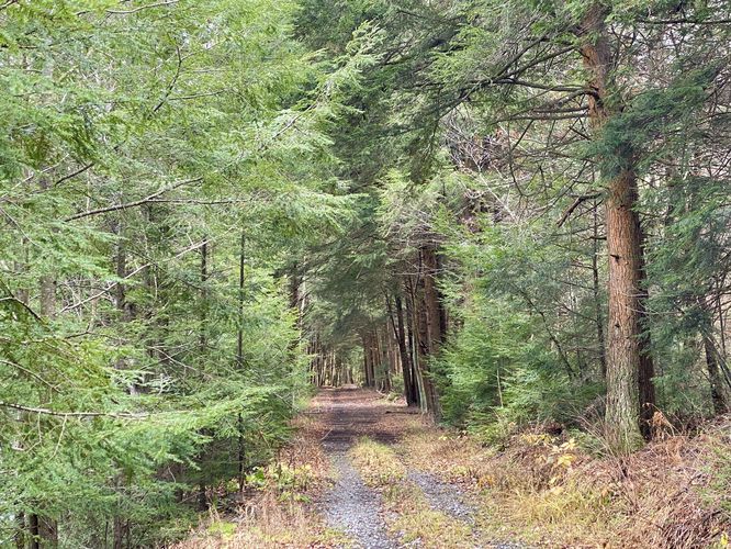 Bear Run Road passes through a hemlock forest