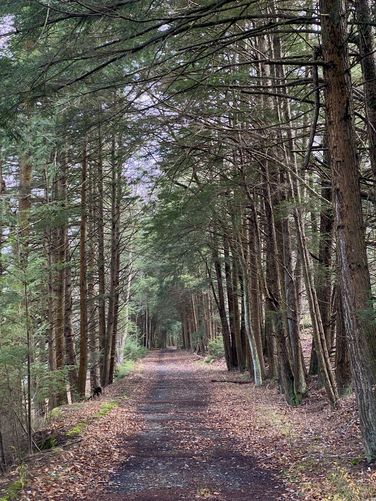 Tall hemlock trees line Bear Run Road