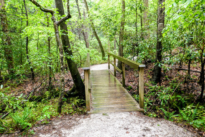 Picture 4 of Toms Creek Falls Hike 050519