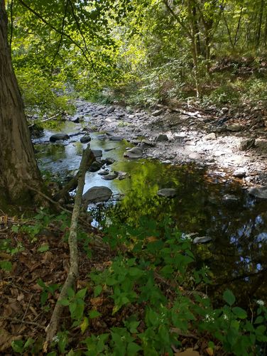 View of Toms Creek from the trail