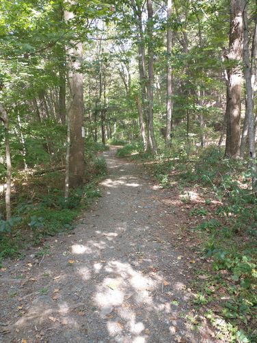 The trail here may allow for wheelchair access.