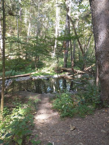 Easy access to the stream for trout fisherman 