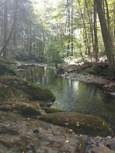 Fishing in Toms Creek is catch and release and in accordance with PA laws