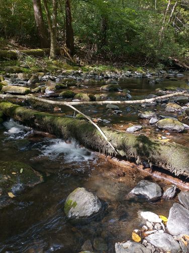 View of Toms Creek from the trail