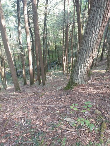View of Toms Creek from atop the steep hill where the trail continues