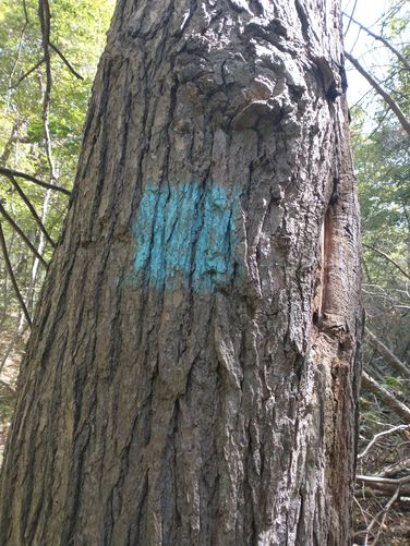 Blue trail blaze on a tree at the top of the hill above Toms Creek 