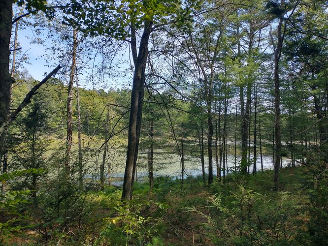 Our first view of Landis Lake through the forest