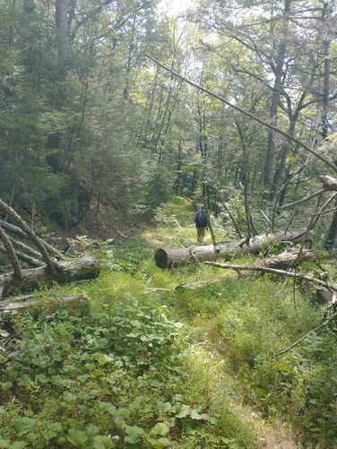 The trail is overgrown and in need of maintenance 