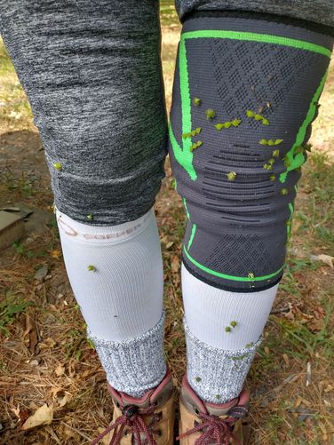 After hiking through tall vegetation, don't forget to remove any hitchhikers  like burs or worse....ticks!