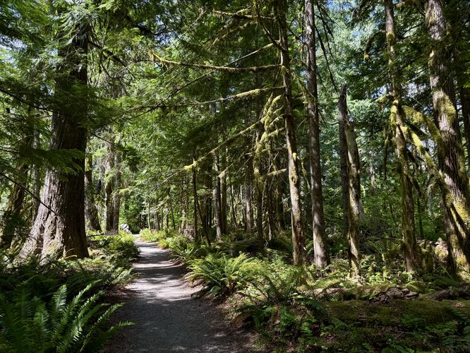 Lush vegetation of ferns and mosses along the trail