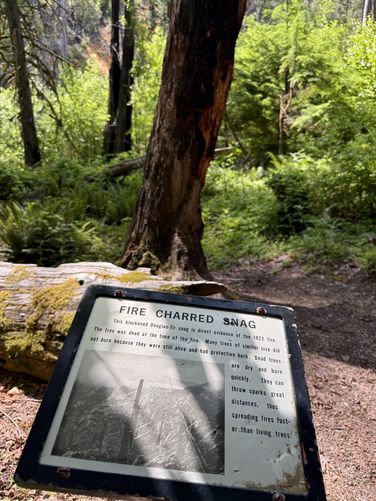 Fire charred douglas-fir snag remnant