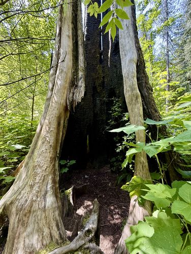 Massive burnt old-growth (1922 wildfire remnant)