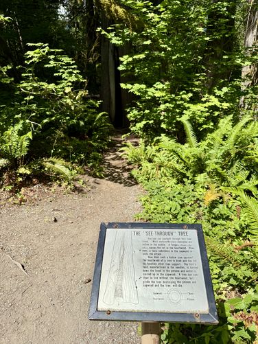 Picture 10 of Trail of the Cedars N Cascades