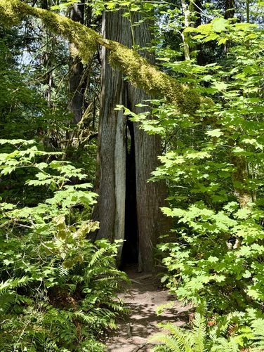The see-thru tree (Western Redcedar)