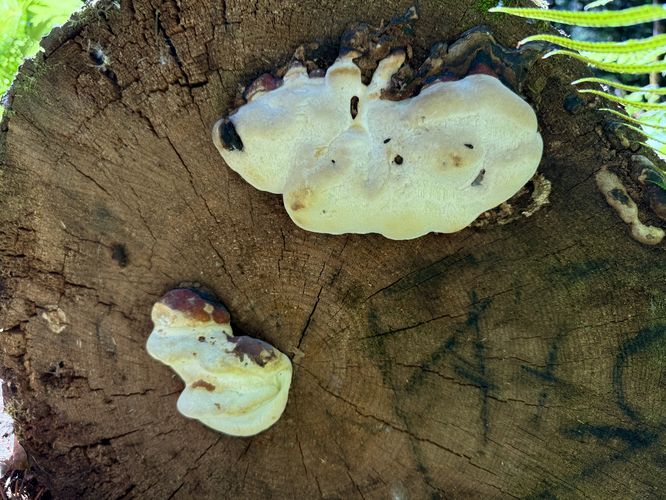 Marshmallow-shaped mushrooms
