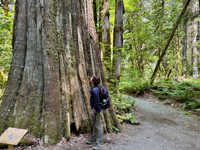 Default image for Trail of the Cedars, a 0.7-mile trail in Newhalem, WA (US)