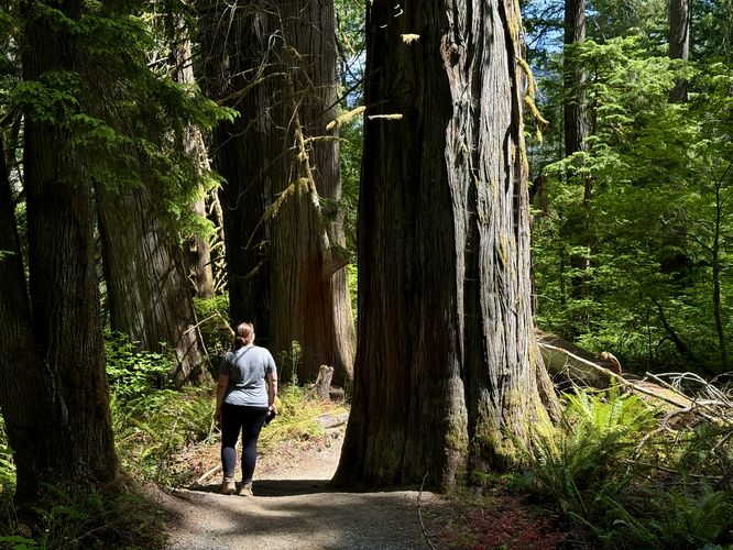 Old-growth Western Redcedar grove