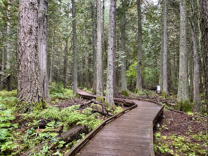 Boardwalk passes through a cedar forest