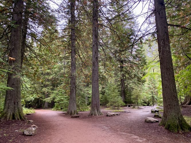 Smooth path of the Trail of the Cedars