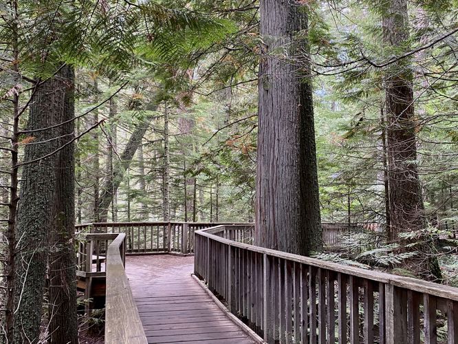 Old growth western red cedar