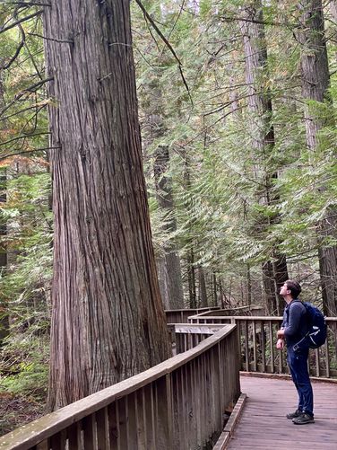 Old growth western red cedar with Dave for scale