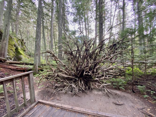 Neat root system of a fallen western red cedar