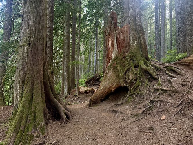 Gnarled tree roots in the forest that surrounds the Longmire Meadow