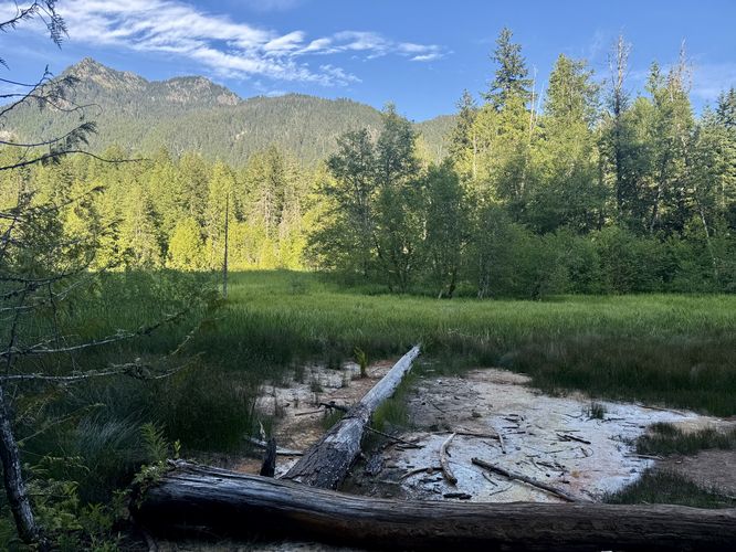 View into the Longmire Meadow with a mineral spring