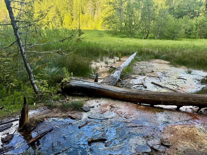 Mineral spring at the edge of the Longmire Meadow