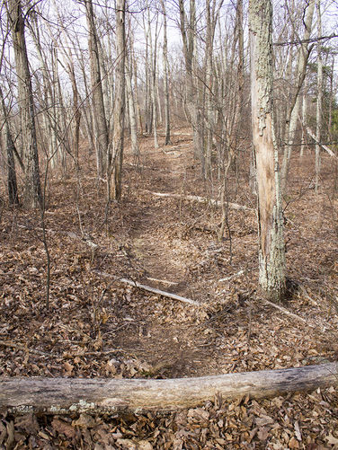 Picture 26 of Trayfoot Mountain and Paine Run Hike 021817