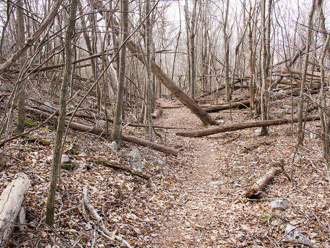Picture 27 of Trayfoot Mountain and Paine Run Hike 021817