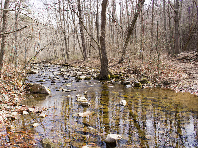 Picture 41 of Trayfoot Mountain and Paine Run Hike 021817