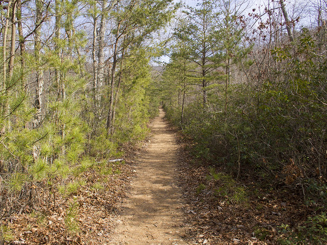 Picture 48 of Trayfoot Mountain and Paine Run Hike 021817