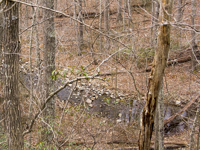 Picture 51 of Trayfoot Mountain and Paine Run Hike 021817